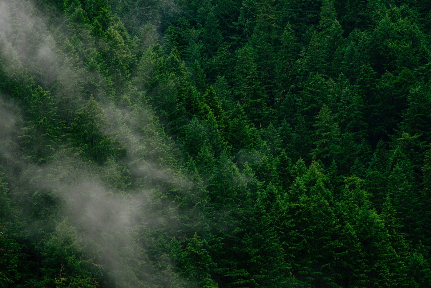 AGIT Global Green Mission Nature Background